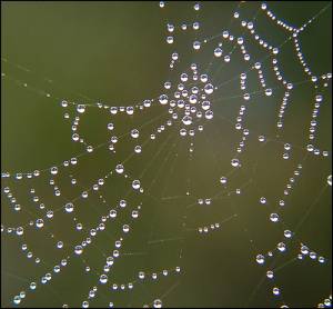 spiderweb4.jpg